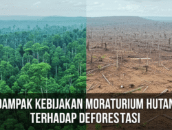 Dampak Kebijakan Moratorium Hutan terhadap Deforestasi