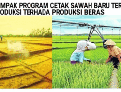 Dampak Program Cetak Sawah Baru terhadap Produksi Beras